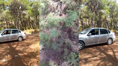 ormanda sikişenleri yakalamış ama orspu çocu kalpten gitcek video çekcem diye asdfg hayır tam da adamın dölleri bıraktığı noktada arabanın i